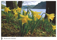 Wordsworths Daffodils postcards